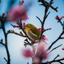 Ханами на Окинаве. Полезные советы для тех, кто хочет полюбоваться цветущей сакурой в феврале